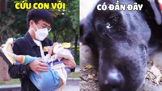 Đần Đen Thông Minh | Cảm Động Đần Đen Giải Cứu ĐỨA BÉ Khỏi Tên Bắt Cóc 😥 Gâu Đần Official