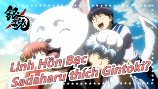 [Linh Hồn Bạc] Sadaharu "thích" Gintoki đến mức nào?