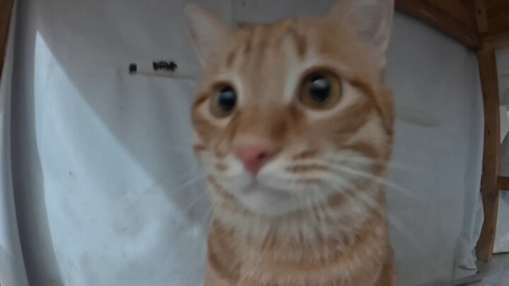 Ini kucing apa
