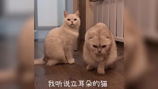 快来看全网最聪明的猫 猫届学霸和它的哑巴同桌，七脉：什么都会随便考。草莓：白捡漏！#猫咪的迷惑行为 #会说话的小猫 #草莓七脉 #奇妙的动物