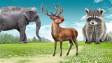 Best Funny Animal Videos In Wildlife: Reindeer, Elephant, Raccoon, Chicken,... | Funny Animals