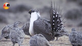 Taukah Kalian??? Burung Paling Langka Di Dunia!!!