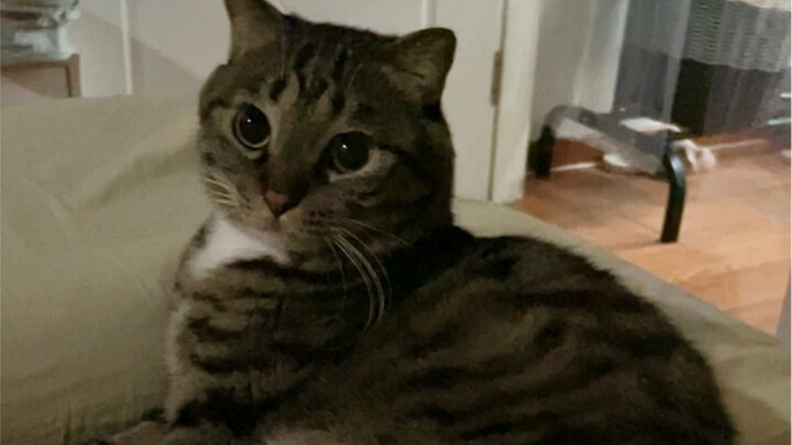 ใครจะไปปฏิเสธน้องแมวที่อาสาขึ้นเตียงเองล่ะ?