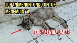 Kucing Langka kelaparan Menunggu Rejeki Sampai Ketiduran Di EmperanToko | Bukti Allah Maha Memberi