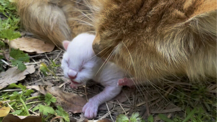 แมวจรจัดคลอดลูกไว้ริมถนน ดูเหมือนมันจะรอให้ฉันมาพาตัวมันไป