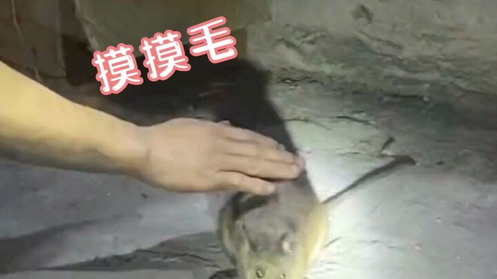 Công nhân hầm mỏ cho chuột ăn trong hầm mỏ; những con chuột để mặc họ vuốt ve như thú cưng: Nơi nào 