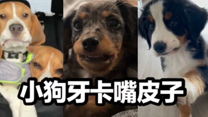 Ibu, cepat bantu anak anjing! Bibir anak anjing itu terjepit di antara giginya!