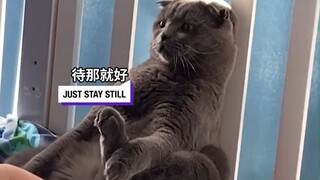 เหมียวเหมียว: ฉันจะหนีไม่ได้เลยเหรอ