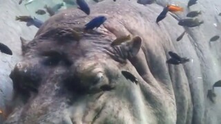 ที่สวนสัตว์ซานอันโตนิโอ ฮิปโปแม่น้ำไนล์ชื่อทิโมธีกำลังงีบหลับอย่างสบายใจ พร้อมเพลิดเพลินกับการบำบัดป