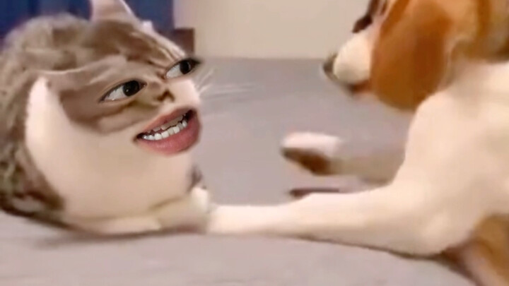 秃尾巴狗