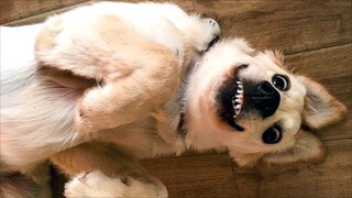 Funny Animal Videos 2023 😂 - Funniest Cats And Dogs Video 😺