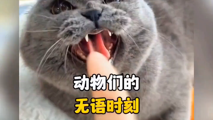 A Hilarious Roundup of the Funniest Animal Moments!