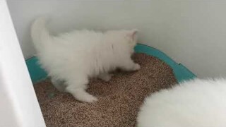 Kittens litter training || day1 || Clowder zone