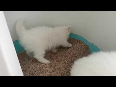 Kittens litter training || day1 || Clowder zone