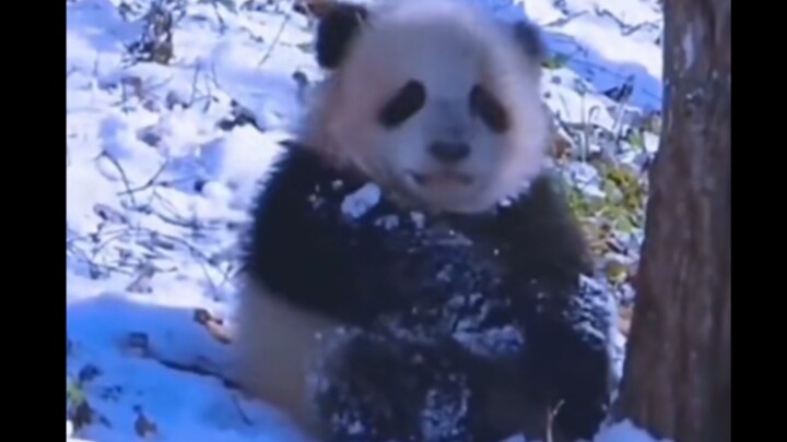 Panda merah kecil di alam liar menunggu ibunya