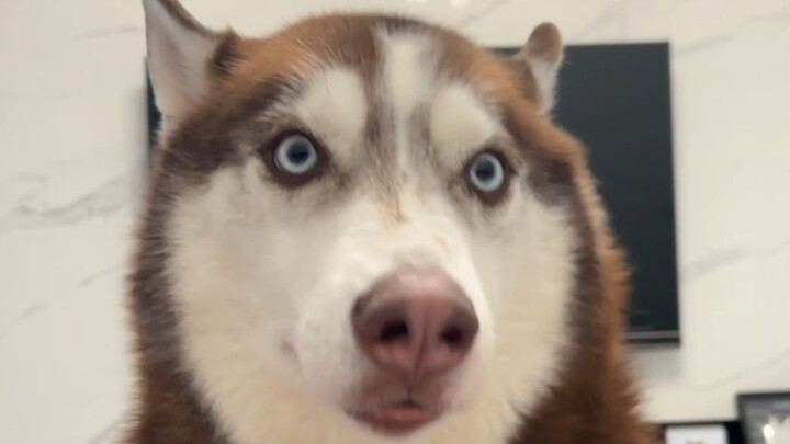 What a cute dog... thing