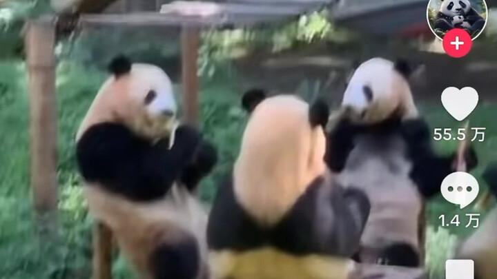 Video 4 chú gấu trúc ngồi trên ghế ăn tre trên TikTok bùng nổ, cùng xem netizen nước ngoài bình luận