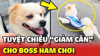 Tuyệt chiêu GIẢM CÂN dành cho chú chó HAM CHƠI 😂 | Yêu Lu