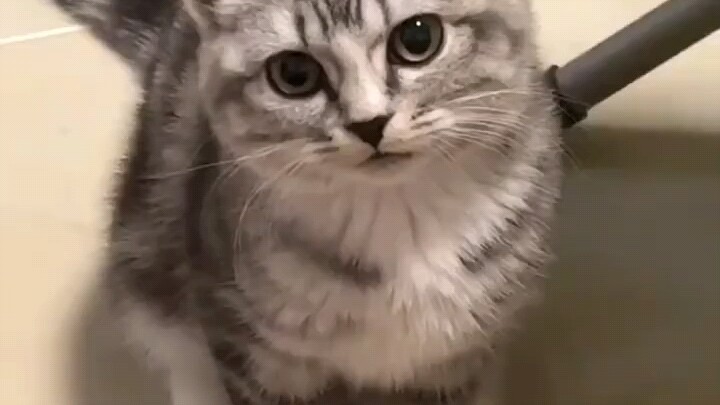 The little kitten calls for its mom while kicking its paws all over the place—wah, wah, wah, little 