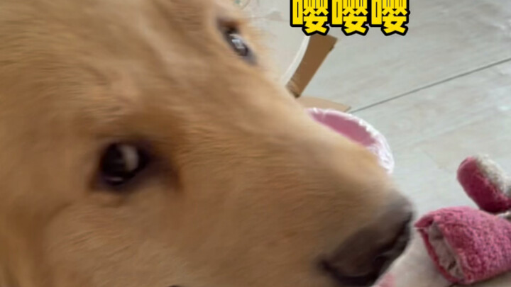 ฉันมักจะรู้สึกว่าหัวโตๆ นั่นกำลังจะพูดออกมาในอีกไม่กี่วินาทีข้างหน้า