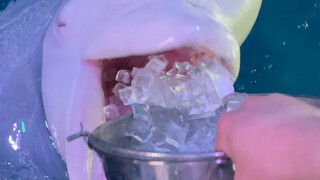 Ăn chút đá lạnh