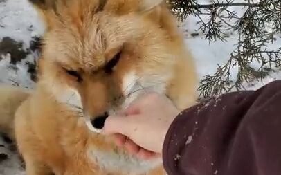 【จิ้งจอก】ฟินเนแกนจิ้งจอกอยากพาฉันไปที่รังของเขา