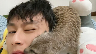 النيص المثابر