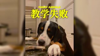 Sorry, buddy, I scared you during the New Year festivities 🧨🧨