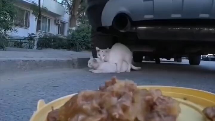 Có nhất thiết phải cho ăn ngay bây giờ không?