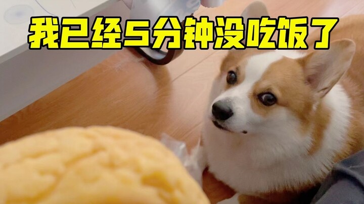 求求了，真的一口都不给小狗吃吗？