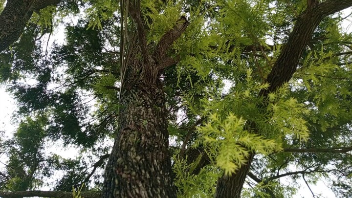 beautiful picture...mari kenali tentang pohon