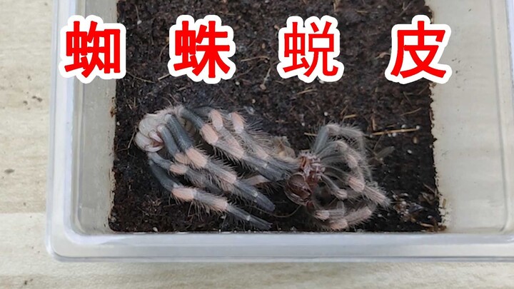 ขาแปดข้างชี้ฟ้า! นี่มันกำลังทำอะไรกันนะ? กระบวนการลอกคราบของแมงมุมสุดพิศวงแบบเต็มๆ!