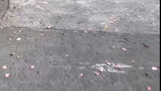 落叶，残花，坠地的芒果和一路的花香、草息、泥土的气息以及此起彼伏的鸟鸣和鸡啼还有我那一双未戴眼镜的眼睛完完全全地一心一意地将身心与五识投入自然真正体会到人与万物的共生共息