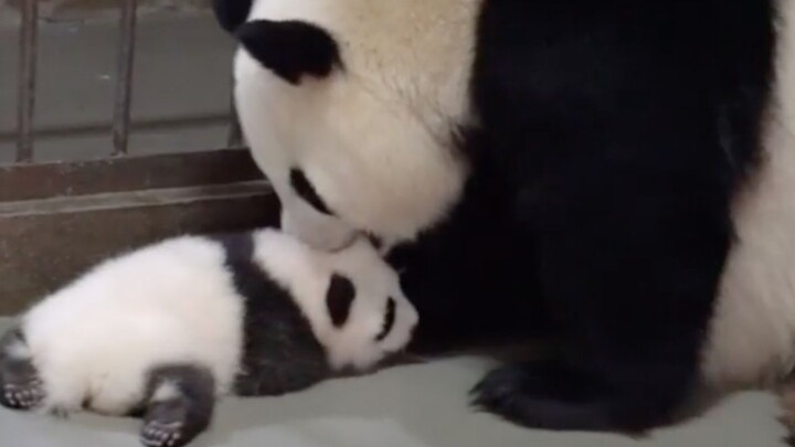 No matter how big you are, you’ll always be a cub in mommy's eyes