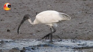 MENGAGUMKAN!!! si Ibis Putih