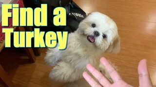 Asking My Dog To Find A Turkey For Thanksgiving | Cute & Funny Shih Tzu Dog Video