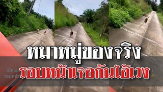 @Awesome Videos หมาหมู่ของจริง รอบหน้าเจอกันไอ้เวง