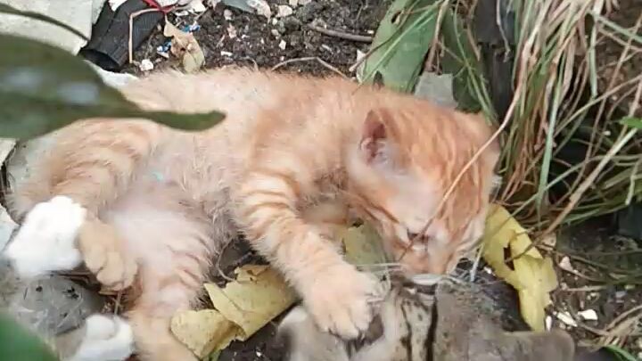 how to fight little kitten