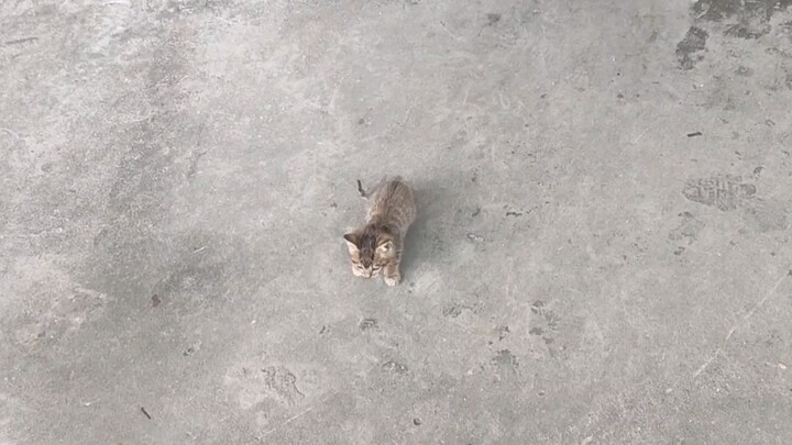 แมวลายจิ้งจอกพาลูกมาให้ฉันได้เจอ แล้วเธอก็ซบข้างๆ ฉันเพื่อให้ลูกรู้จักญาติ