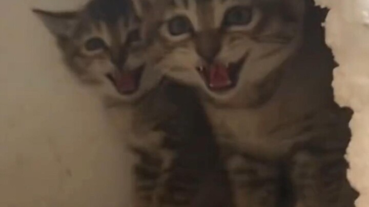 ฉันเล่นได้ทั้งวันเลย!