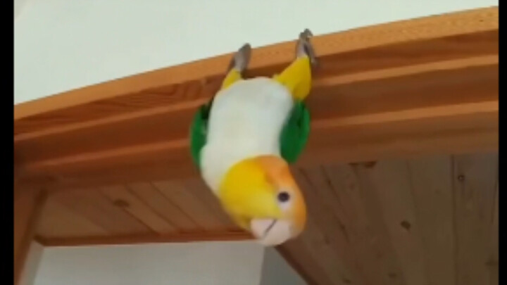 【Burung Beo Keel】Yang Menggemaskan Seharga 8.000 Yuan di Twitter (27)