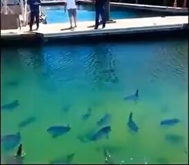 You’ve wandered into the Ocean Sunfish Kindergarten
