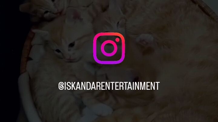 tingkah lucu kucing