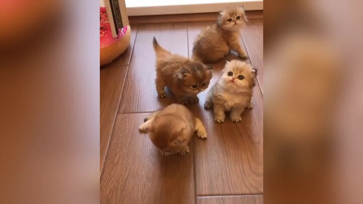 Cute kittens are all over the ground!