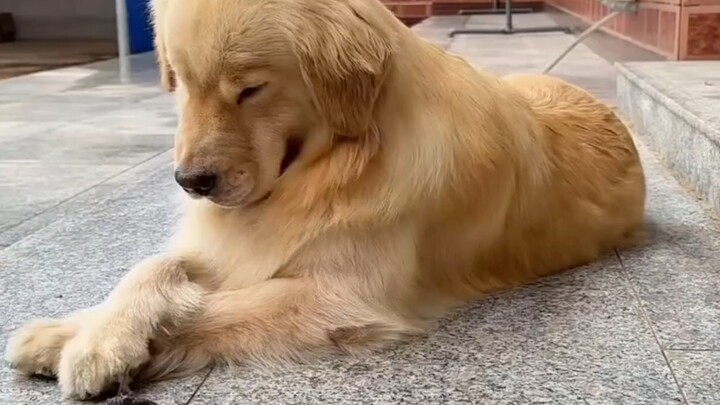 Dog: That year I was three years old. I chewed up a cicada and swallowed it, thinking that way I cou