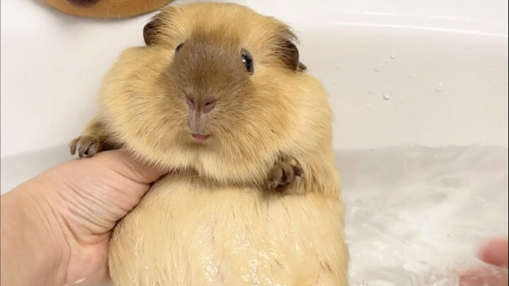 Lagi-lagi cuci marmut rusakmu itu?