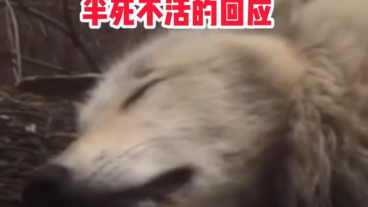 Raja Serigala: Begitu mendengar suara sepi ini, aku langsung tahu siapa itu, #serigala #malas #mana 