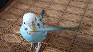 小鸡衔掉落尾羽朝你走来