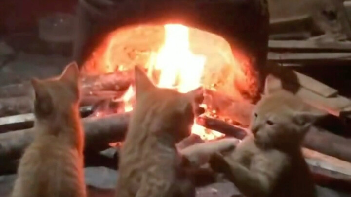 น้องแมวมานั่งผิงไฟด้วยกัน