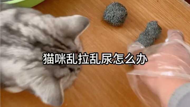 猫咪乱拉乱尿怎么办？#新手养猫 #科学养宠攻略 #铲屎官的乐趣